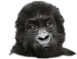 Mountain Gorilla, HD Png Download PNG image with transparent background