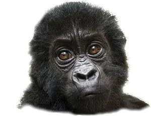 Introspective Gorilla Portrait PNG Image