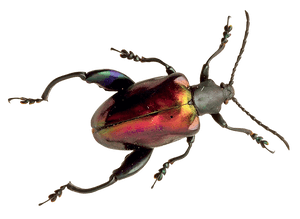 Iridescent Beetle Specimen PNG image with transparent background