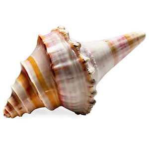 Isolated Conch Shell Image Png 87 PNG Image