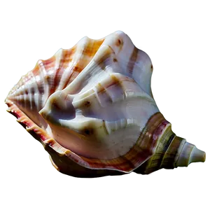 Isolated Conch Shell Image Png Seu39 PNG Image