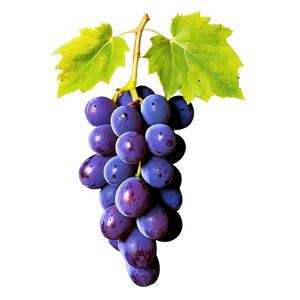 Isolated Grape Picture Png 75 PNG Image