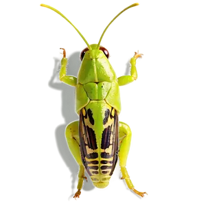 Isolated Grasshopper Image Png Ids PNG Image