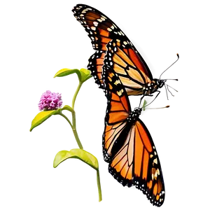 Isolated Monarch Butterflies Png Gjm19 PNG Image