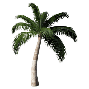 Isolated Palm Tree PNG 49 PNG image with transparent background