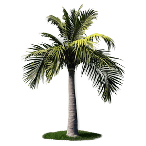 Isolated Palm Tree PNG afg8 PNG image with transparent background