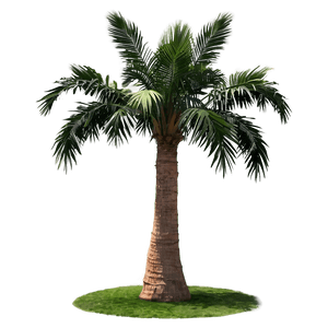 Isolated Palm Tree PNG cbn PNG image with transparent background
