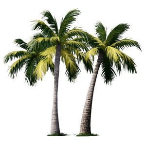 Isolated Palm Tree PNG opo38 PNG image with transparent background