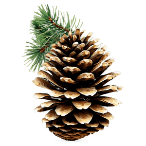 Isolated Pine Cone PNG 06202024 PNG