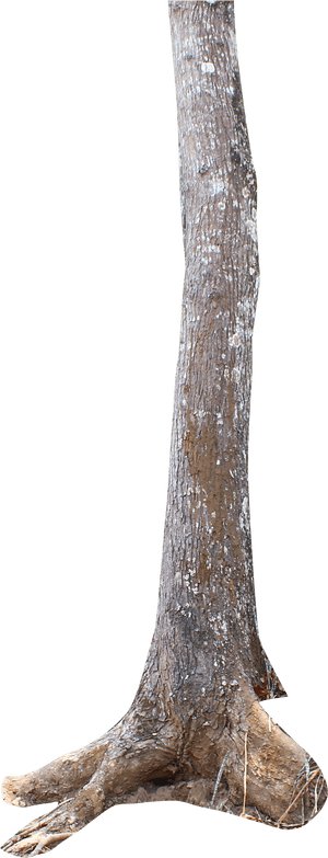 Tree Trunk Png, Transparent Png PNG image with transparent background