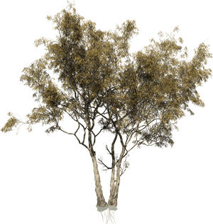 Eucalyptus Camaldulensis Tree Woody Plant Trunk - Transparent Eucalyptus Tree Png, Png Download PNG image with transparent background