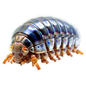 Isopod In Nature Png 74 PNG Image