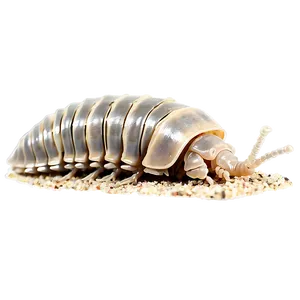 Isopod On Land Png 06292024 PNG Image