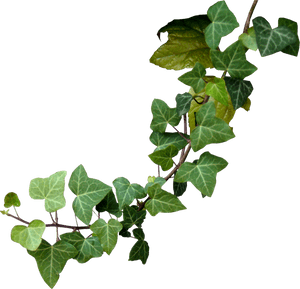Vine Clipart Poison Oak - Transparent Poison Ivy Png, Png Download PNG with transparent background