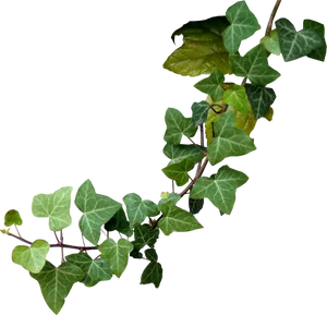 Ivy Branch Transparent Background PNG Image