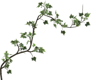 Ivy Branch Transparent Background PNG Image