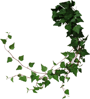 Family,clip Art,flowering Plant - Vines Png, Transparent Png PNG with transparent background