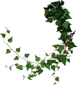 Ivy Branch Transparent Background PNG Image