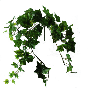 Flowerdutchess Ivy Green 60cm - Ivy Green Png, Transparent Png PNG with transparent background