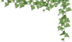 Ivy Frame Transparent Background PNG Image