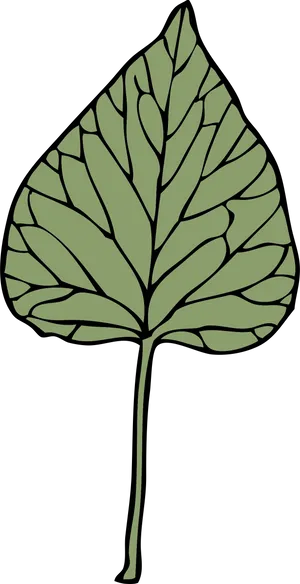 Ivy Leaf Illustration PNG Image