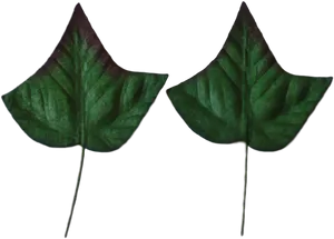 Ivy Leaves Twin Greenery PNG Image