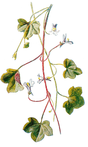 Flower Wildflower Clipart Image Botanical Art Digital - Vintage Ivy Png, Transparent Png PNG with transparent background