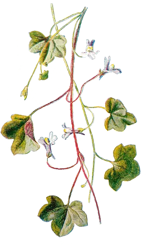 Ivy Plant Illustration PNG Image