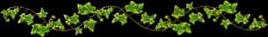 Ivy Vine Black Background PNG