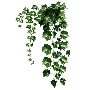 Ivy Vineon Grey Background PNG image with transparent background