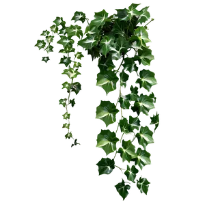 Ivy Vineon Grey Background PNG Image