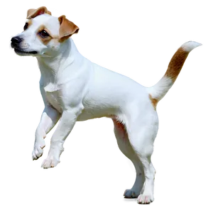 Jack Russell B PNG Image