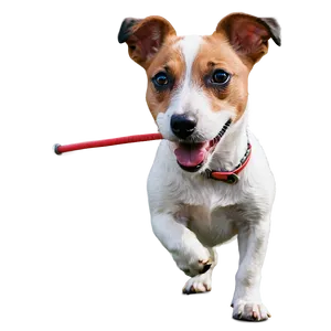 Jack Russell Dog Png 06292024 PNG Image