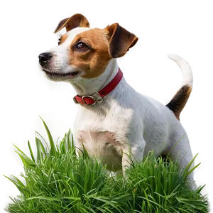 Jack Russell In Grass Png 06292024 PNG Image