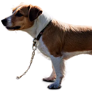 Jack Russell On Walk Png 62 PNG Image