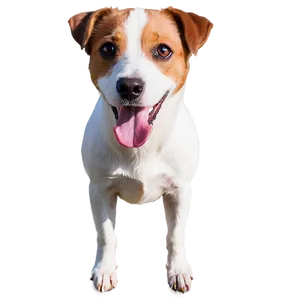 Jack Russell Terrier Portrait Png Bwb PNG Image