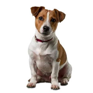 Jack Russell Terrier Sitting Png 46 PNG Image