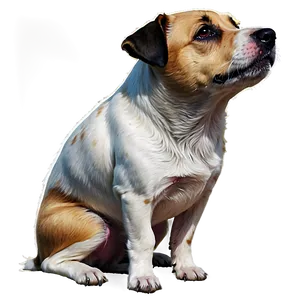 Jack Russell Terrier Sitting Png Xki PNG Image