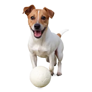 Jack Russell With Ball Png Xwp53 PNG Image