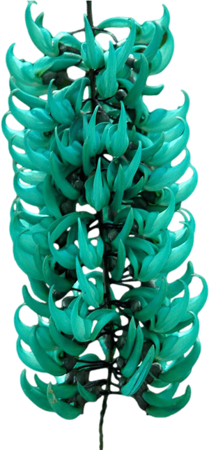 Jade Vine Strongylodon Macrobotrys Cluster.png PNG image with transparent background