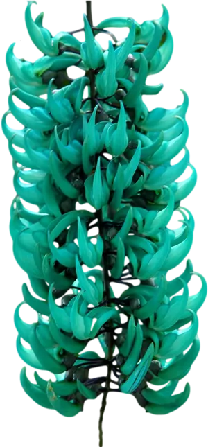 Jade Vine Strongylodon Macrobotrys Cluster.png PNG Image