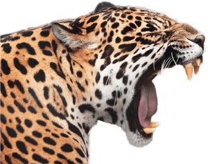 Jaguar Png Image - Gambar Macan Tutul Animasi, Transparent Png PNG image with transparent background