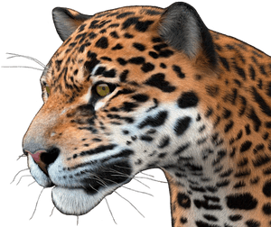 Jaguar Png - 3d Model Poser Jaguar, Transparent Png PNG image with transparent background