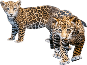 Jaguar Transparent Baby Png Black And White Library - Leopard Cub Transparent Background, Png Download PNG image with transparent background