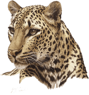 Jaguar Transparent Background - Leopard Png, Png Download PNG image with transparent background