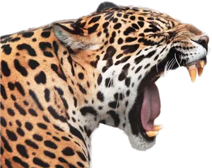 Jaguar Yawning Close Up PNG Image