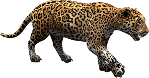 Jaguar Cars Jaguar Land Rover - Jaguar Png, Transparent Png PNG image with transparent background