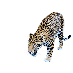 Jaguars Social Behavior Png Bko PNG Image