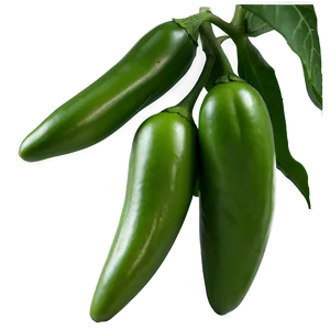 Jalapeno Pepper Plant Png 06132024 PNG Image