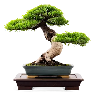 Japanese Bonsai Tree Png Goi PNG Image